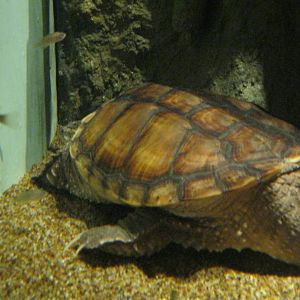 Rivers to the Sound- Franklin the Snapping Turtle