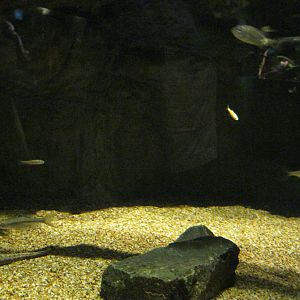 Rivers to the Sound- Common Snapping Turtle Exhibit