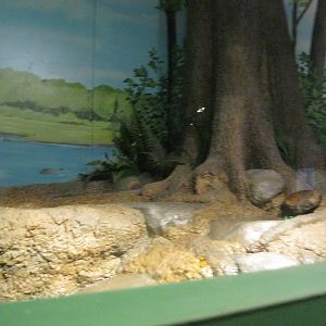 Rivers to the Sound- Common Snapping Turtle Exhibit