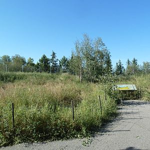 Canadian Wilds - White-Tailed Deer Exhibit