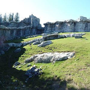 Canadian Wilds - Bighorn Sheep Exhibit