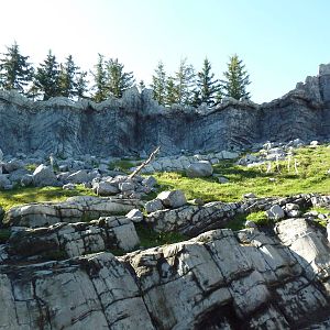 Canadian Wilds - Rocky Mountain Goat Exhibit