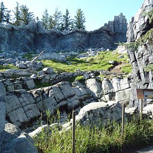 Canadian Wilds - Rocky Mountain Goat Exhibit