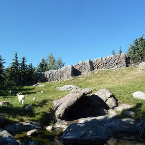 Canadian Wilds - Dall Sheep Exhibit