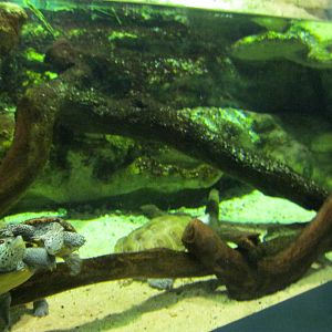 Salt Marsh- Diamondback Terrapin Exhibit