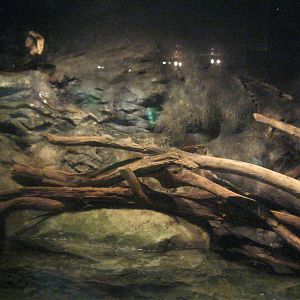 Rivers to the Sound- North American River Otter Exhibit