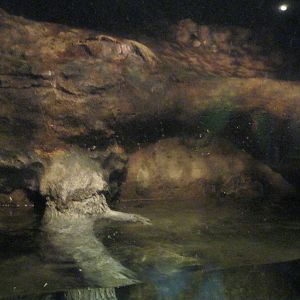 Rivers to the Sound- North American River Otter Exhibit