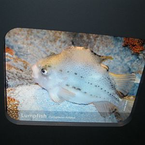 Depths of the Sound- New Way of Identifying Animals