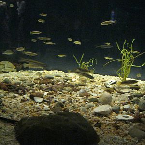 Depths of the Sound- Horseshoe Crab Exhibit