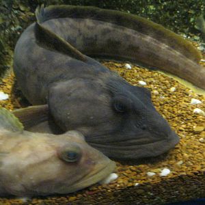 Depths of the Sound- Ocean Pout