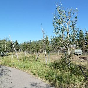 Canadian Wilds - Woodland Caribou Exhibit