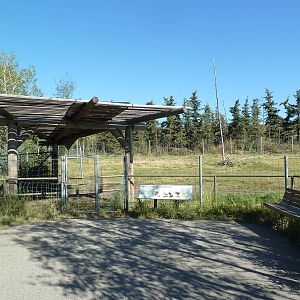 Canadian Wilds - Woodland Caribou Exhibit