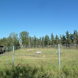 Canadian Wilds - Woodland Caribou Exhibit