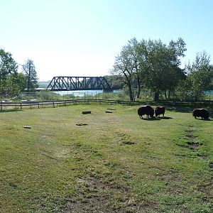 Canadian Wilds - Musk Ox Exhibit