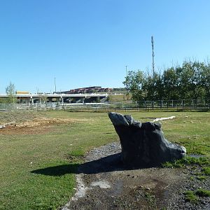 Canadian Wilds - Musk Ox Exhibit