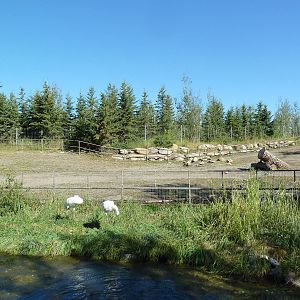 Canadian Wilds - Whooping Crane + Bison Exhibits
