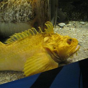 Depths of the Sound- Sea Raven