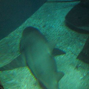 Ocean Beyond the Sound- Lemon Shark