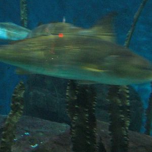 Ocean Beyond the Sound- Red Drum