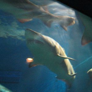 Ocean Beyond the Sound- Sand Tiger Shark