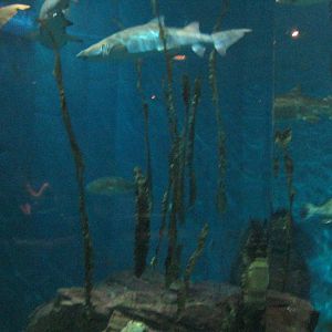 Ocean Beyond the Sound