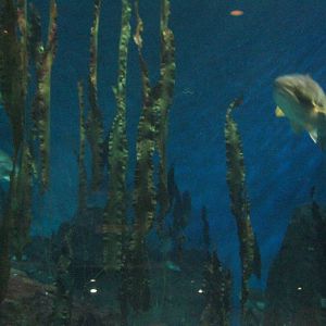 Ocean Beyond the Sound