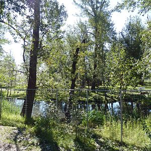 Canadian Wilds - Mule Deer Exhibit (it used to be a walk-through enclosure)