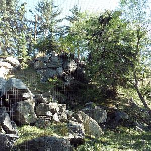 Canadian Wilds - Bald Eagle/Golden Eagle Exhibit