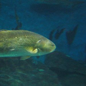 Ocean Beyond the Sound- Red Drum