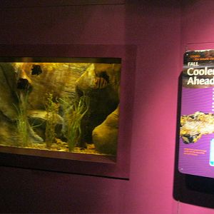 Seasons of the Sound- Autumn