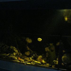 Seasons of the Sound- Winter Tank