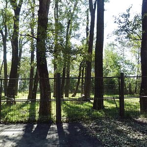 Canadian Wilds - Sandhill Crane/Wild Turkey Exhibit (ex-moose enclosure)