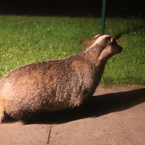 European Badger