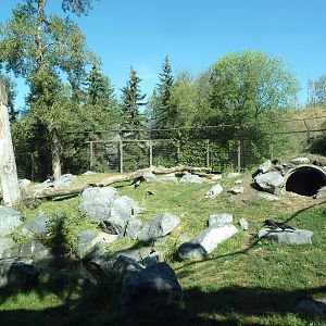 Canadian Wilds - Black Bear Exhibit