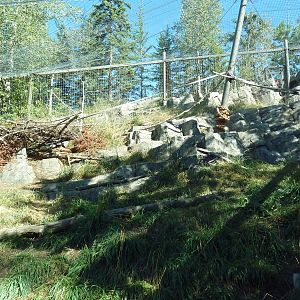 Canadian Wilds - Cougar Exhibit