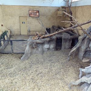 Destination Africa - Red River Hog Indoor Exhibit