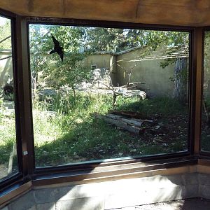 South America - Giant Anteater/Hyacinth Macaw Exhibit