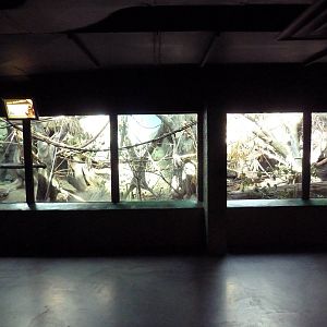 White-Handed Gibbon Indoor Exhibit