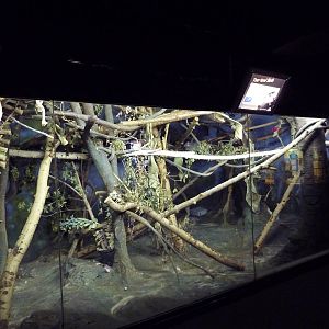 Two-Toed Sloth Exhibit