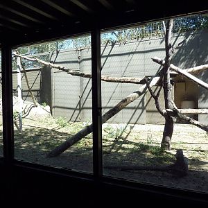 Andean Condor Exhibit
