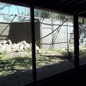 Andean Condor Exhibit