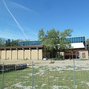 Elephant Crossing - Bactrian Camel Exhibit