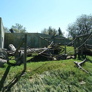 Spider Monkey/DeBrazza Guenon Exhibit
