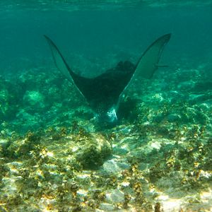 Whitespotted Eagle Ray (Aetobatus narinari)