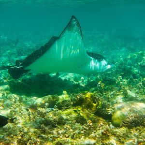 Whitespotted Eagle Ray (Aetobatus narinari)