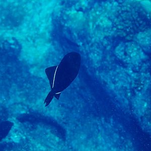 Black Triggerfish (Melichthys niger)