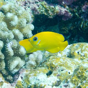 Lemonpeel Angelfish (Centropyge flavissima)