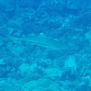 Blacktip Reef Shark (Carcharinus melanopterus)