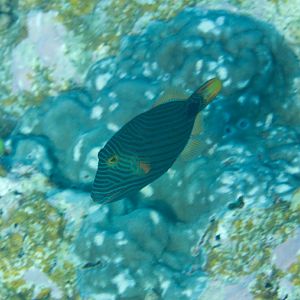 Orangelined Triggerfish (Balistapus undulatus)