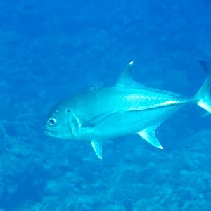 Big-eye Trevally (Caranx sexfasciatus)